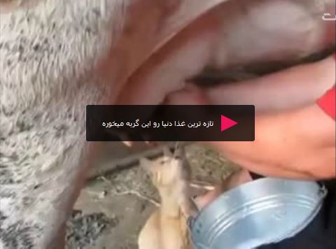 cat-drinking-from-sheep خنده دار